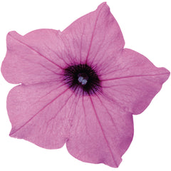 Supertunia Vista® Jazzberry® Petunia