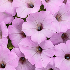 Supertunia Vista® Cool Jazz™ Petunia | Proven Winners® New Variety 2026