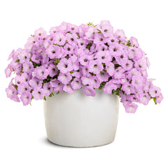 Limited Edition Royale™ | Supertunia Vista® Cool Jazz™ Petunia