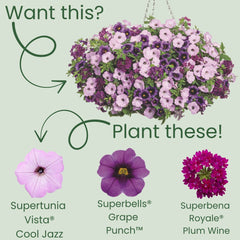 Supertunia Vista® Cool Jazz™ Petunia | Proven Winners® New Variety 2026