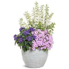 Limited Edition Royale™ | Supertunia Vista® Cool Jazz™ Petunia