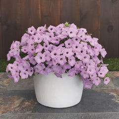Supertunia Vista® Cool Jazz™ Petunia | Proven Winners® New Variety 2026