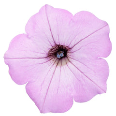 Supertunia Vista® Cool Jazz™ Petunia | Proven Winners® New Variety 2026
