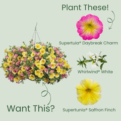 Supertunia® Daybreak Charm Petunia