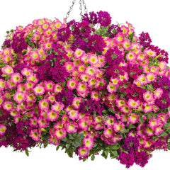 Supertunia® Daybreak Charm Petunia