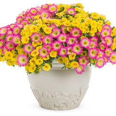 Supertunia® Daybreak Charm Petunia