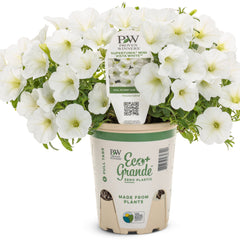Supertunia Mini Vista® White Petunia