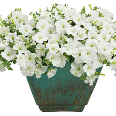 Supertunia Mini Vista® White Petunia