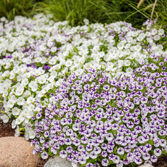 Supertunia Mini Vista® White Petunia