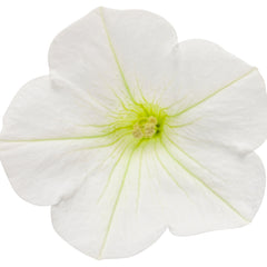 Supertunia Mini Vista® White Petunia