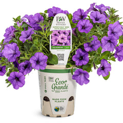 Supertunia Mini Vista® Indigo Petunia