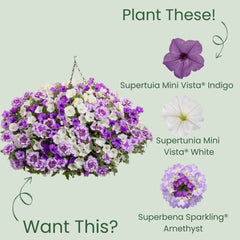 Supertunia Mini Vista® Indigo Petunia