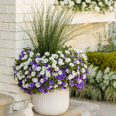 Supertunia Mini Vista® Indigo Petunia