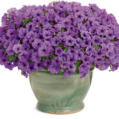 Supertunia Mini Vista® Indigo Petunia