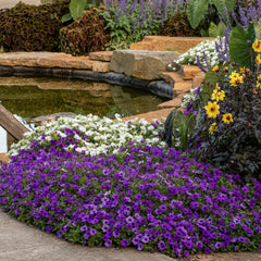 Supertunia Mini Vista® Indigo Petunia