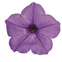 Supertunia Mini Vista® Indigo Petunia