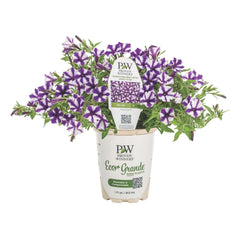 Supertunia Mini Vista® Violet Star Petunia