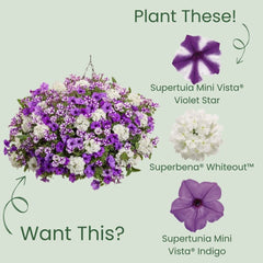 Supertunia Mini Vista® Violet Star Petunia