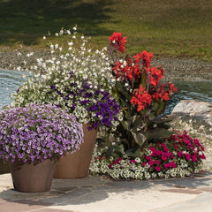 Supertunia Mini Vista® Violet Star Petunia