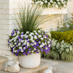 Supertunia Mini Vista® Violet Star Petunia