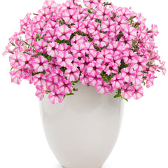 Supertunia Mini Vista® Pink Star Petunia