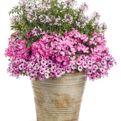 Supertunia Mini Vista® Pink Star Petunia