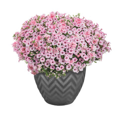 Supertunia Mini Vista® Pink Star Petunia