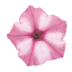 Supertunia Mini Vista® Pink Star Petunia