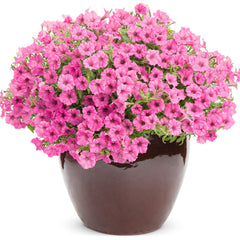 Supertunia Mini Vista® Hot Pink Petunia