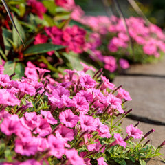 Supertunia Mini Vista® Hot Pink Petunia