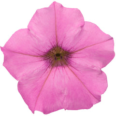 Supertunia Mini Vista® Hot Pink Petunia