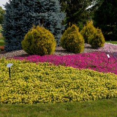 Supertunia Mini Vista® Yellow Petunia