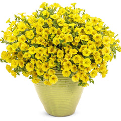 Supertunia Mini Vista® Yellow Petunia