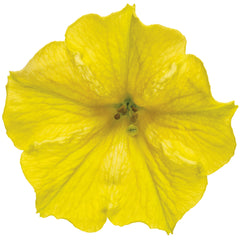 Supertunia Mini Vista® Yellow Petunia