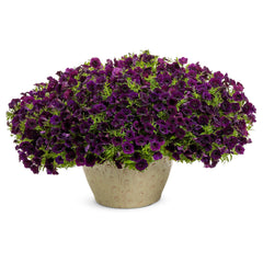 Supertunia Mini Vista® Midnight Petunia