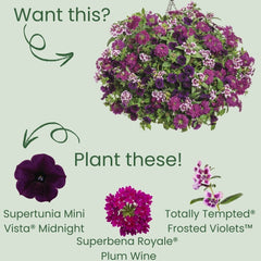 Supertunia Mini Vista® Midnight Petunia