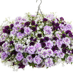Supertunia Mini Vista® Midnight Petunia