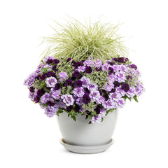 Supertunia Mini Vista® Midnight Petunia