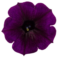 Supertunia Mini Vista® Midnight Petunia