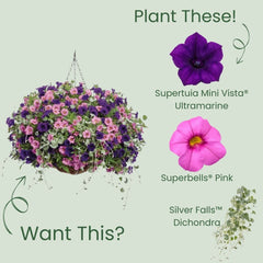 Supertunia Mini Vista® Ultramarine Petunia