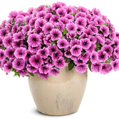 Supertunia Mini Vista® Plum Veined (Petunia hybrid)