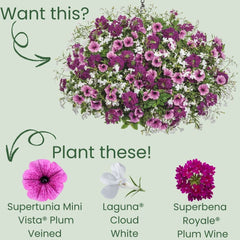 Supertunia Mini Vista® Plum Veined (Petunia hybrid)