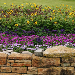 Supertunia Mini Vista® Plum Veined (Petunia hybrid)