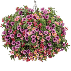 Supertunia Mini Vista® Plum Veined (Petunia hybrid)