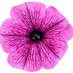 Supertunia Mini Vista® Plum Veined (Petunia hybrid)