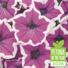 Supertunia® Hoopla® Vivid Orchid™ Petunia