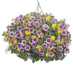 Supertunia® Hoopla® Vivid Orchid™ Petunia