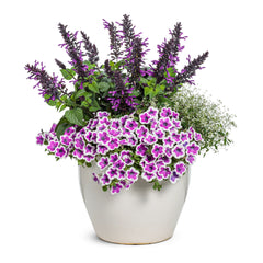 Supertunia® Hoopla® Vivid Orchid™ Petunia