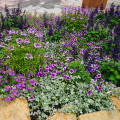 Supertunia® Hoopla® Vivid Orchid™ Petunia