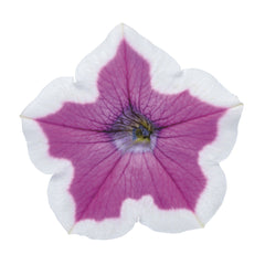 Supertunia® Hoopla® Vivid Orchid™ Petunia